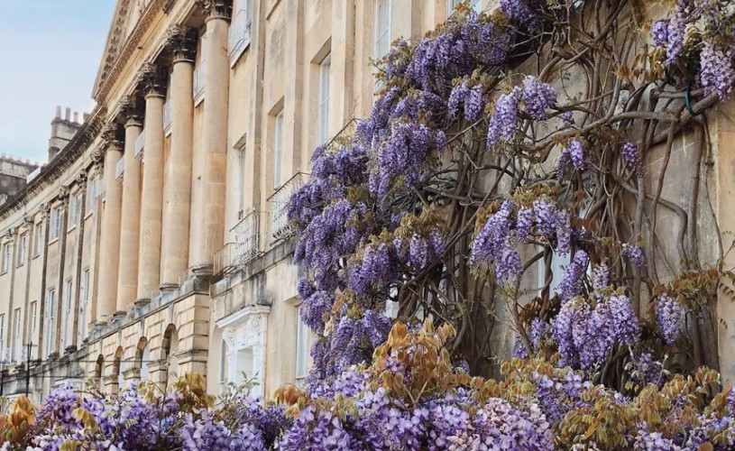 Wisteria on Camden Crescent